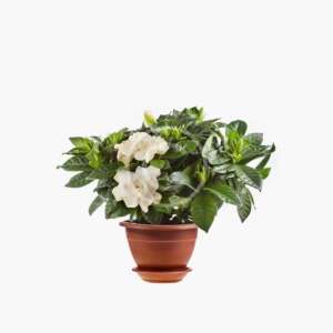 Heartleaf Philodendron